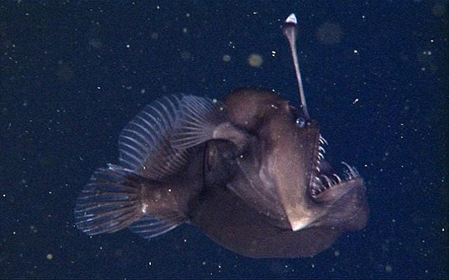 huichelarij Elastisch totaal Eerste beelden van een zwarte zeeduivel in haar natuurlijke omgeving - New  Scientist