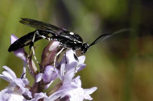 "Cratichneumon.sicarius.-.lindsey" by James Lindsey at Ecology of Commanster. Licensed under CC BY-SA 3.0 via Wikimedia Commons - http://commons.wikimedia.org/wiki/File:Cratichneumon.sicarius.-.lindsey.jpg#/media/File:Cratichneumon.sicarius.-.lindsey.jpg