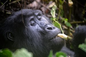 Gorilla's zingen of neuriën tevreden tijdens het eten. Foto: Rod Waddington