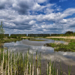 Waarom een inpoldering in de Biesbosch alles zegt over het landbouwbeleid van afgelopen eeuw