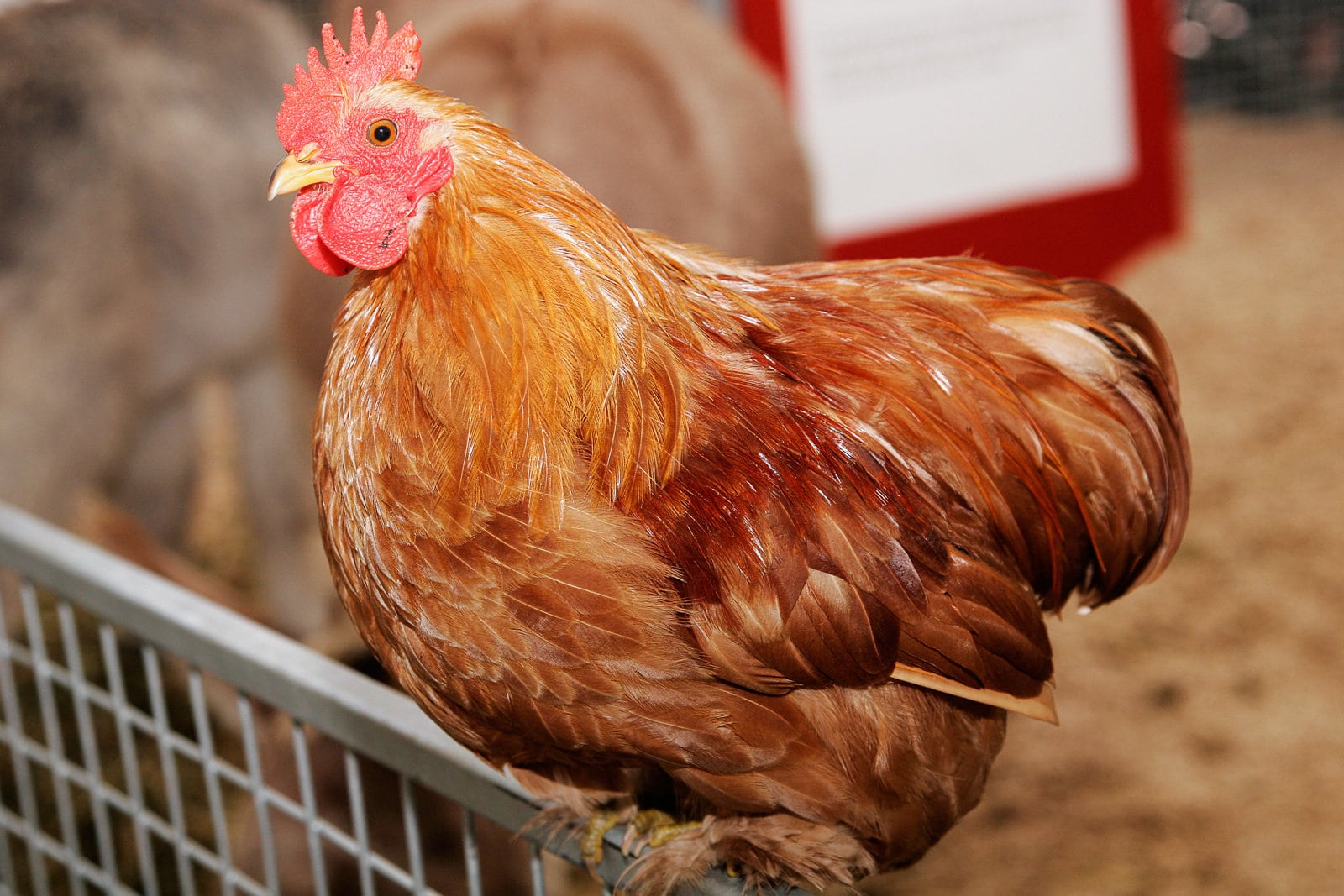 Should we be concerned about bird flu among mammals?