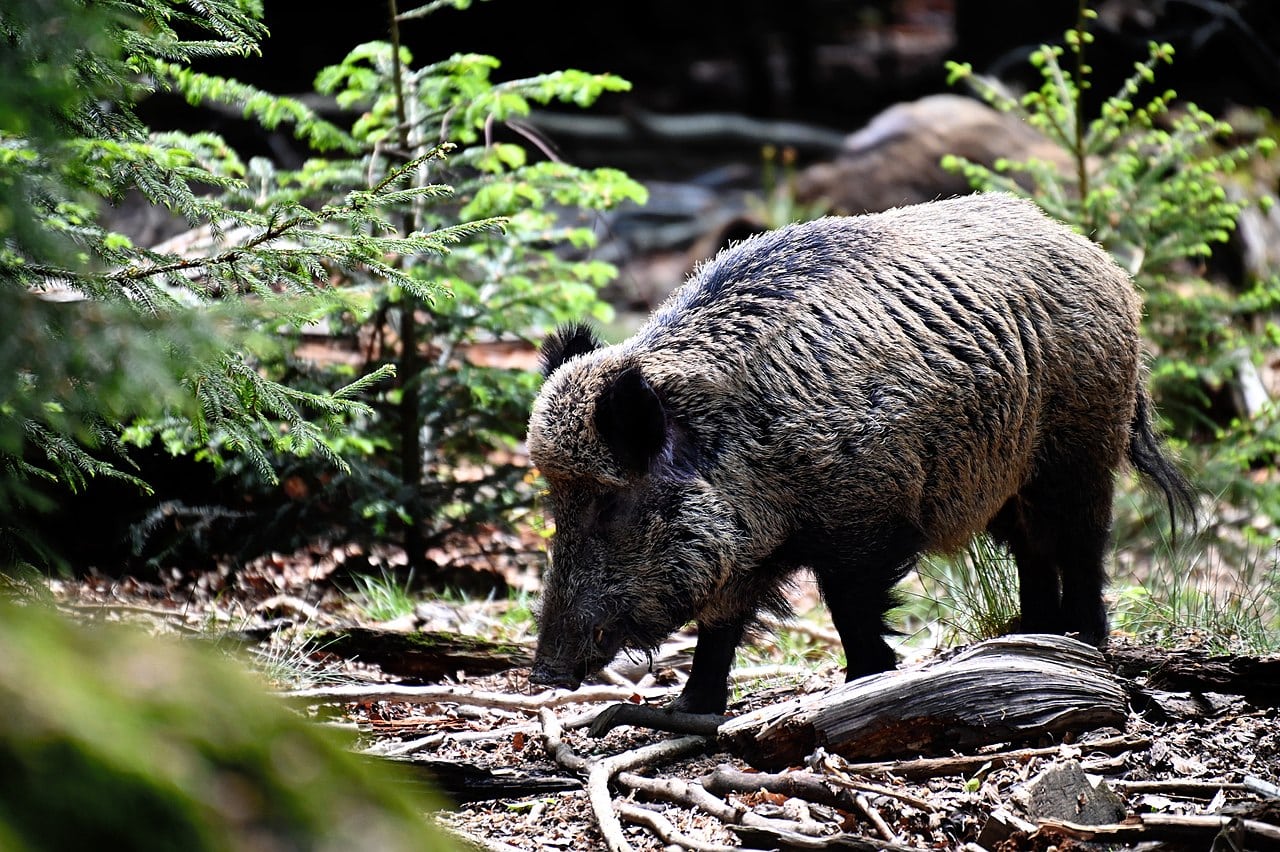 Deutsche Wildschweine radioaktiv durch Atomtests