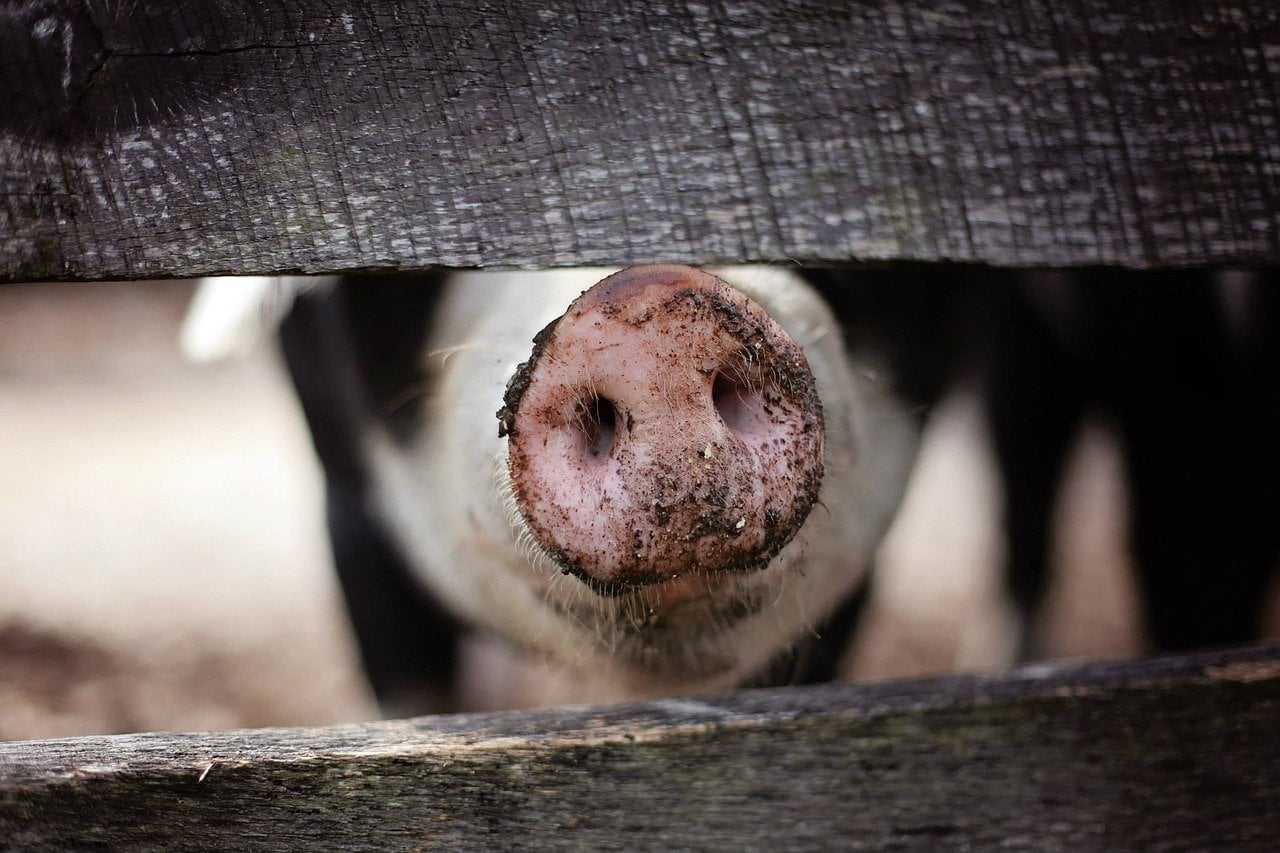 Fake tissue restores erection in pigs – New Scientist