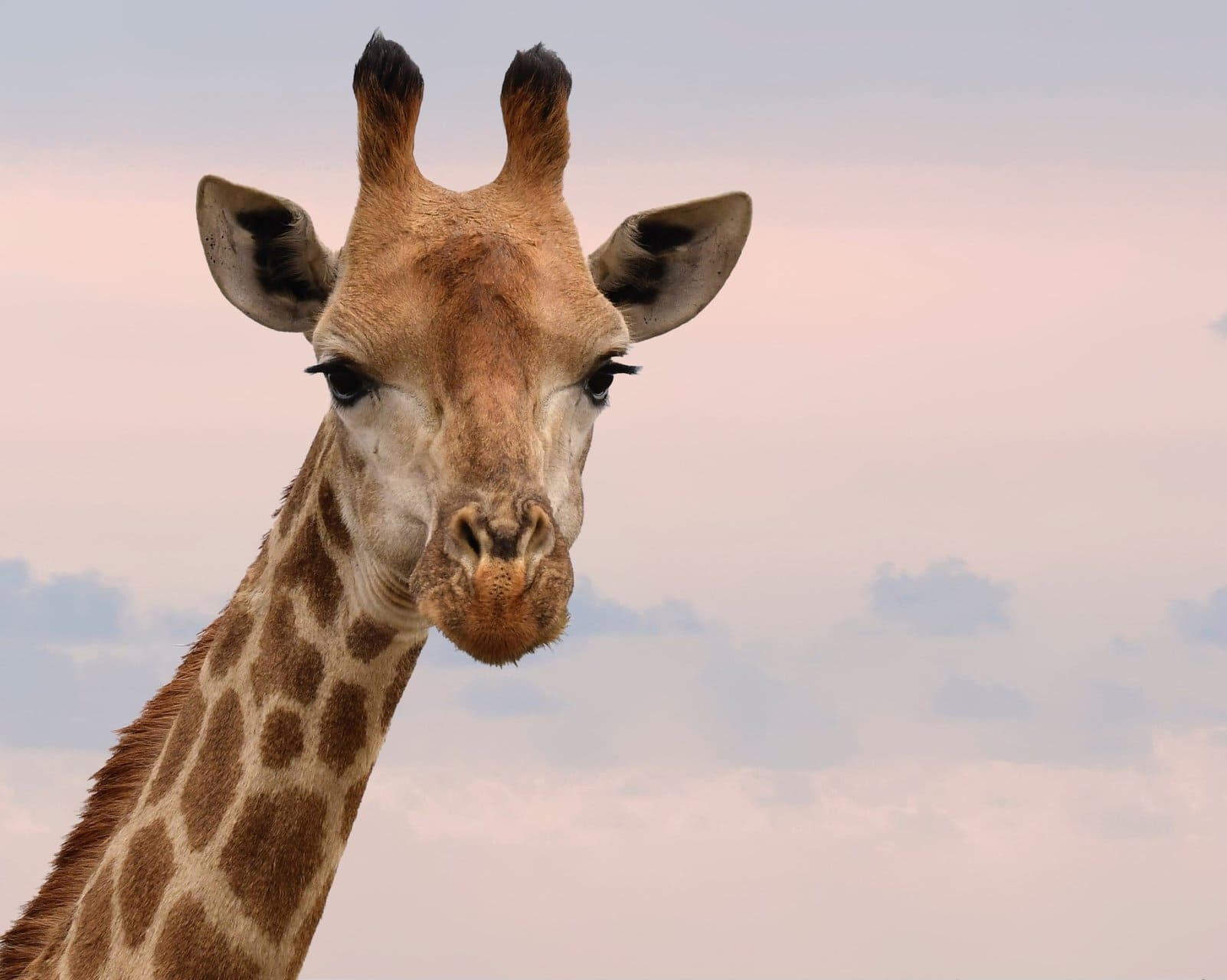 De vlekken van een giraffe beïnvloeden zijn overlevingskansen - New