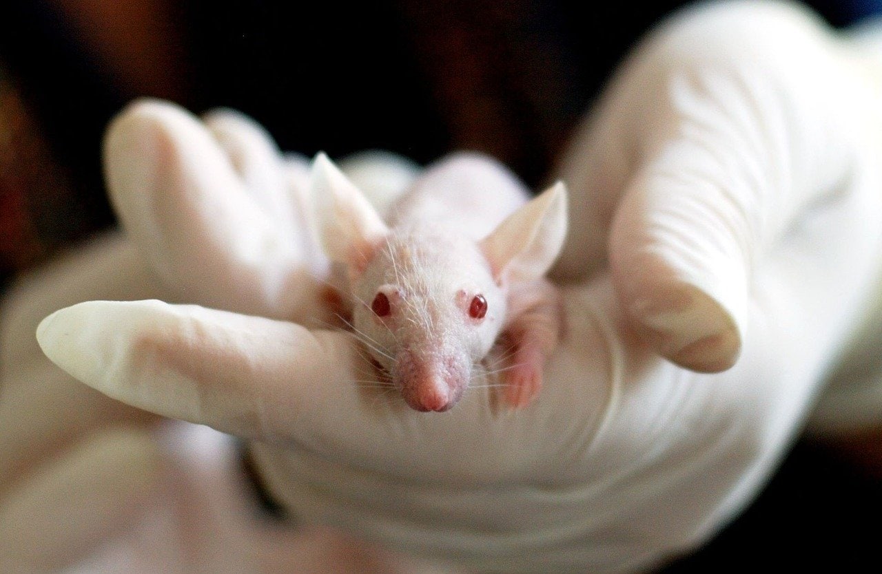 Il farmaco antinfiammatorio prolunga la vita nei topi