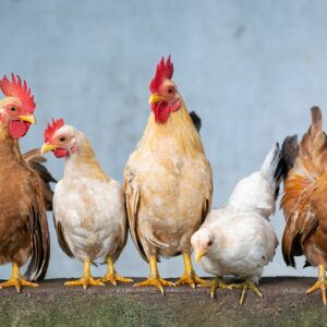 ‘Er komt een moment dat we een grieppandemie niet kunnen voorkomen’