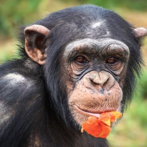 Diversiteit aan vegetatie bepaalt of chimpansees gedijen