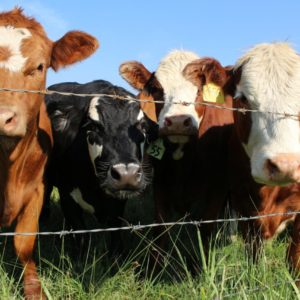 Op zoek naar de lachende koe: sensoren leren ons hoe we dieren gelukkiger kunnen maken