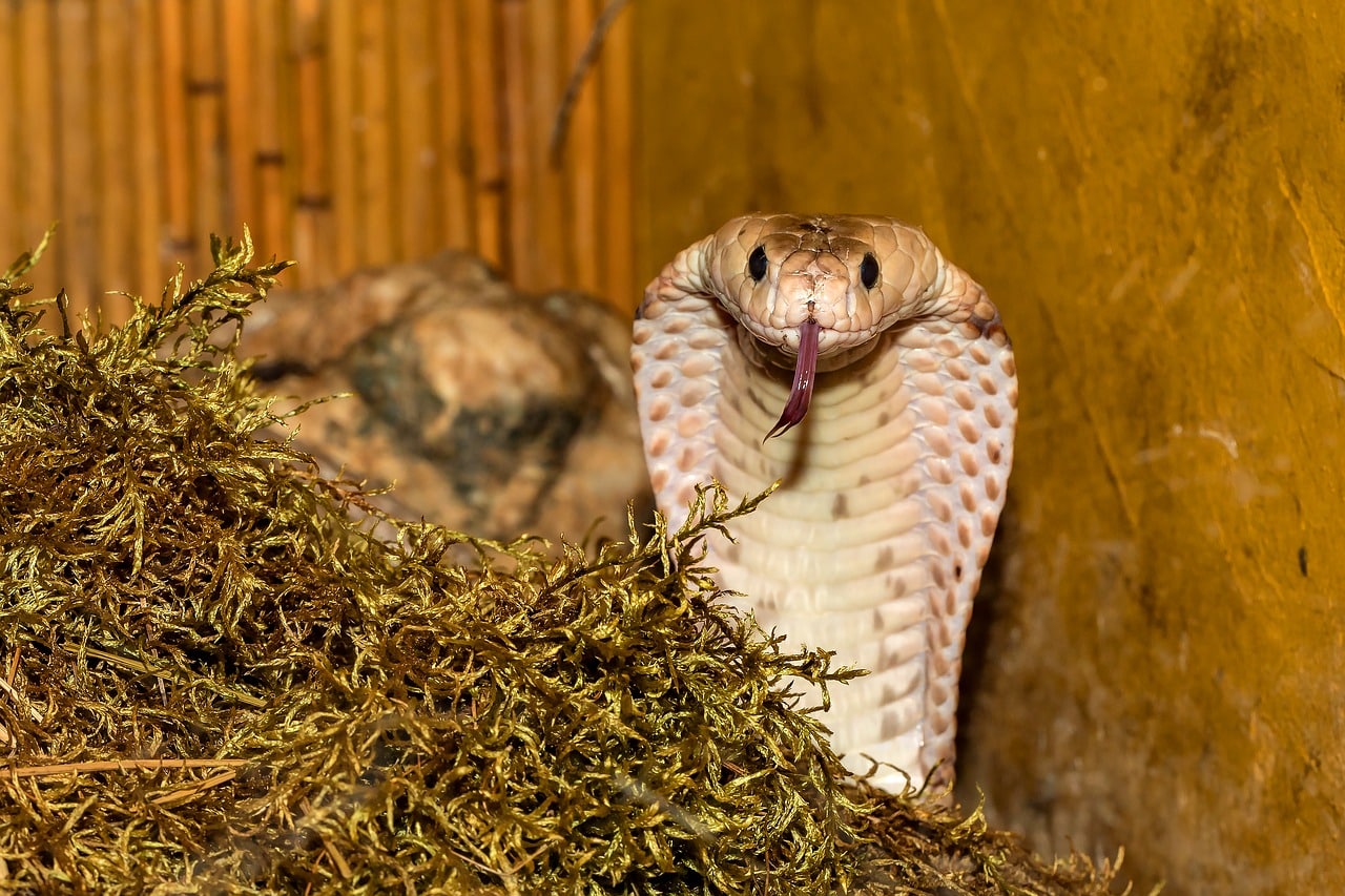 slangen-zijn-van-nature-lieve-dieren-new-scientist