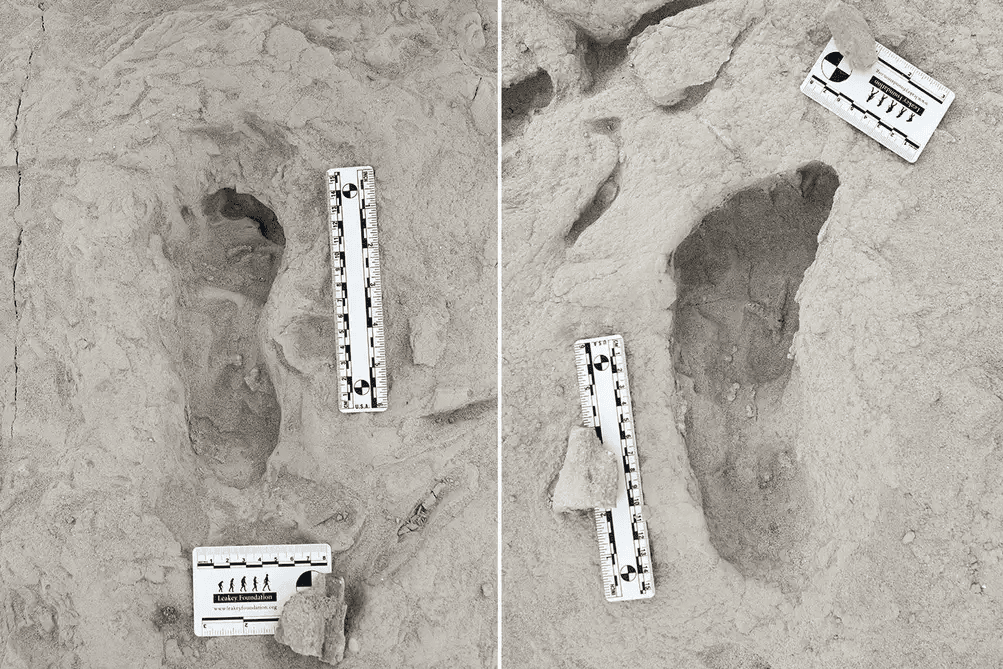 links voetafdruk Homo Erectus, rechts voetafdruk Paranthropus boisei