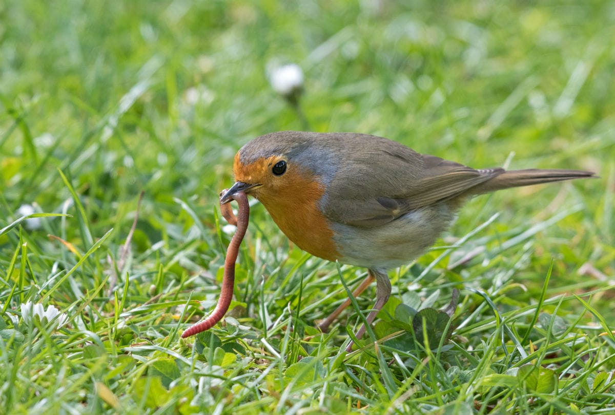 De Onderwereld Van De Tuin Een Biologisch Kijkje In De Bodem New 