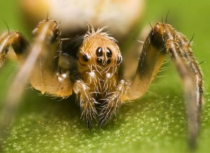 Wielwebspinnen (hier een Eriophora) gedijen beter in stadse omgevingen Bron: Wikimedia Commons/JJ. Harrison
