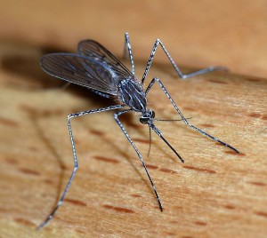 Door bepaalde neuronen uit te schakelen komen muggen niet meer op voetengeur af. Bron: Alvesgaspar
