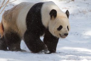 panda-reuzenpanda