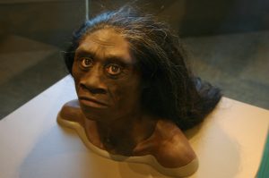 Wat heeft de Homo floresiensis uitgeroeid? Beeld: Flickr/Ryan Somma