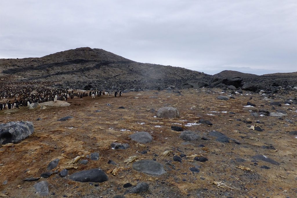 Een deel van Antarctica ligt bezaaid met gemummificeerde pinguïns. Bron: Yuesong Gao, Lianjiao Yang et al