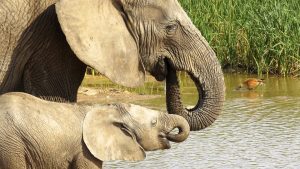 Adoo Elephant Park