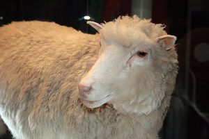 Het eerste kloonschaap Dolly bracht een hoop controverse met zich mee. Beeld: Toni Barros/Wikimedia Commons