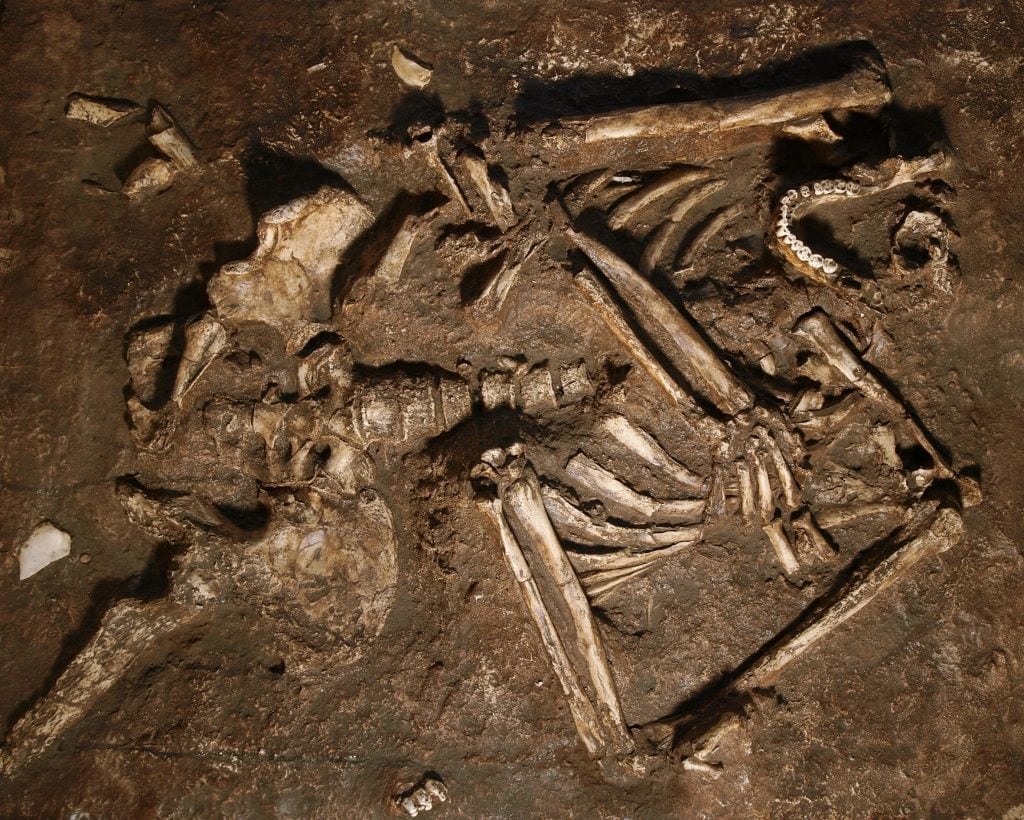De opgegraven botten van de Kebara 2. Beeld: J. Trueba/Madrid Scientific Films