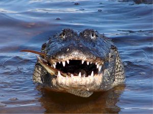 alligator-water-amerikaans