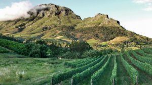 Stellenbosch wijngaarden