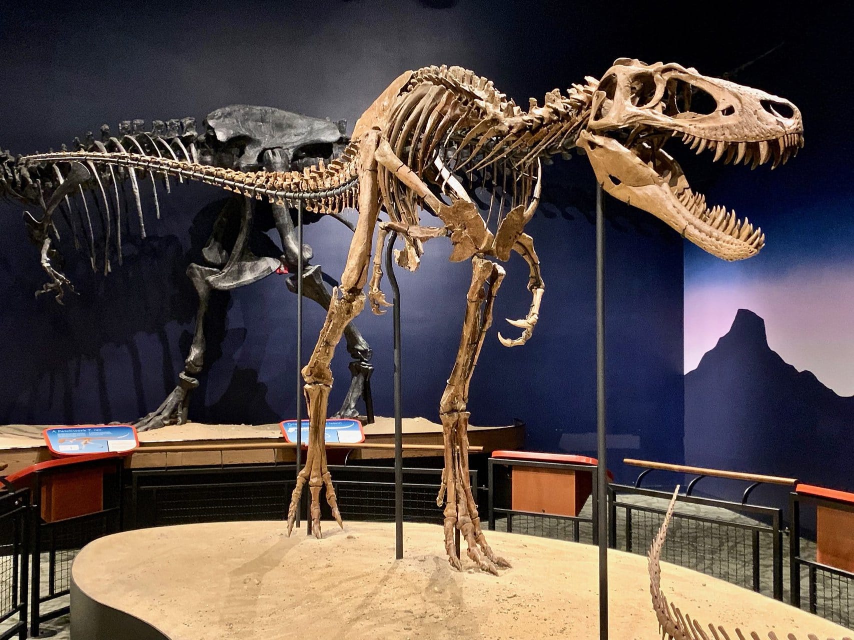 Kleine T. rex-fossielen zijn niet van een nieuwe soort ...