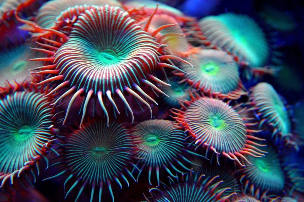 Mogelijk helpt elektriciteit om het koraal te herstellen. Beeld: AliceKeyStudio | Pixabay