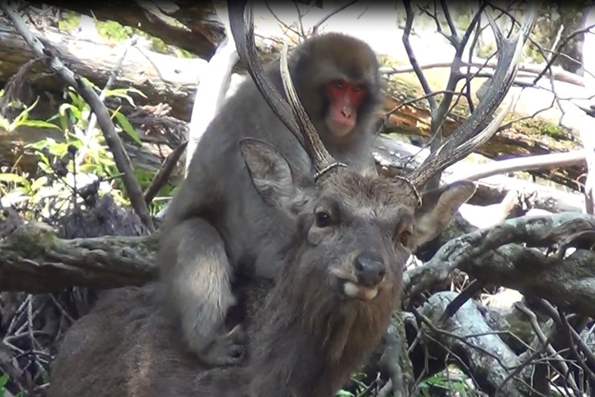 Jonge vrouwelijke apen botvieren hun seksuele frustratie op de rug van herten