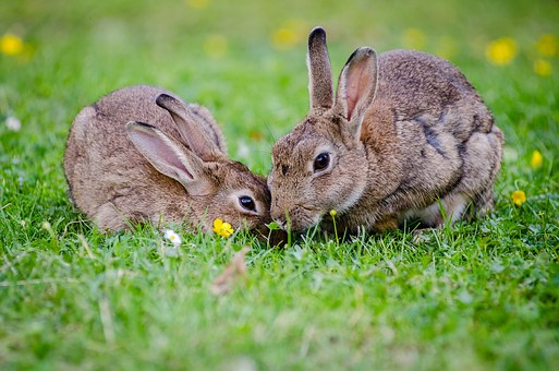 Verdorren Trolley plaag Tamme konijnen zijn dommer dan wilde konijnen - New Scientist
