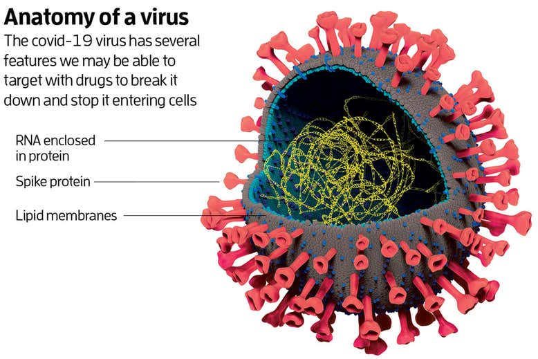 We beginnen de biologie van het covid-19-virus te begrijpen