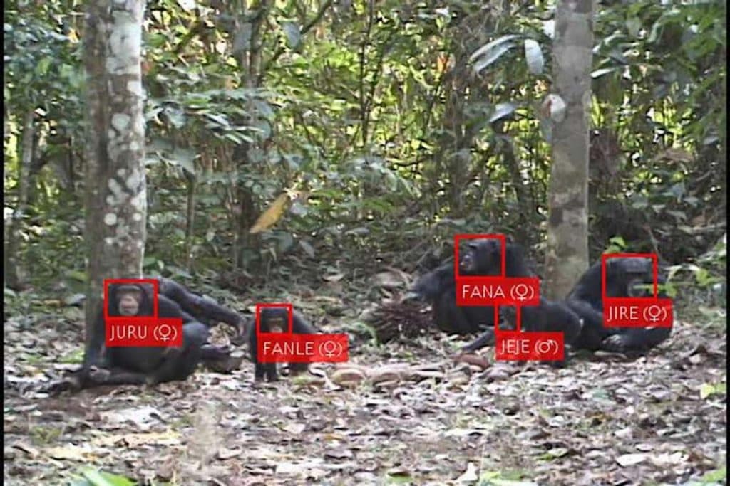 Gezichtsherkenning bij chimpansees