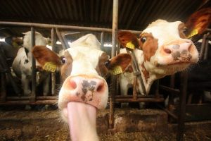 Resistentie tegen antibiotica is waarschijnlijk ontstaan in de veehouderij, en had waarschijnlijk kunnen worden voorkomen.
