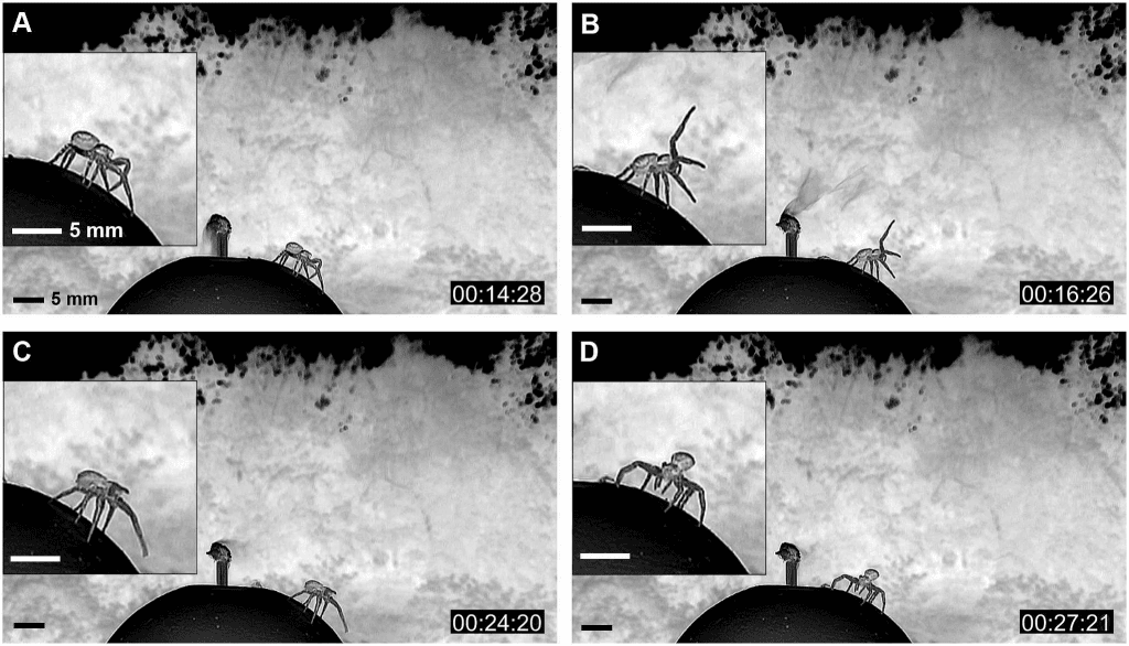 De krabspin steekt zijn pootjes uit om de wind te voelen, en draait zijn lichaam in de windrichting. Bron: Cho et al. (2018)