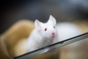 Zou jij dit muisje een pijnlijke schok toedienen om vijf andere muizen te sparen? Foto Yu-Chan Chen