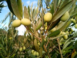 olijven-paleodieet-olijfboom-new scientist