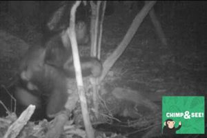 Cameravallen hebben nachtelijke chimps op heterdaad betrapt. Beeld: The Pan African Programme: The Cultured Chimpanzee and the Tai Chimpanzee Project