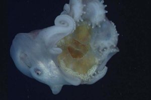 Voor het eerst werd op film vastgelegd hoe een octopus zijn opmerkelijke prooi wegwerkt. Het diepzeemonster, de Haliphron atlanticus blijkt kwallen en andere weekdieren te eten.