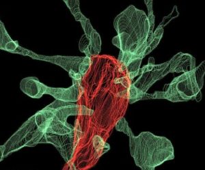 Meerdere synapsen maken dunne uitsteeksels (groen) richting een microglia-cel (rood). Credit: L. Weinhard, EMBL Rome