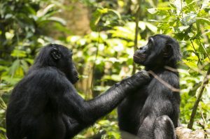 Bonobo Ten vlooit groepsgenoot Jeudi. Beeld: Heungjin Ryu (CC BY-NC 4.0)