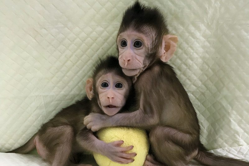 Zhong Zhong and Hua Hua, de eerste gekloonde makaken ter wereld, hebben de discussie over klonen nieuw leven ingeblazen